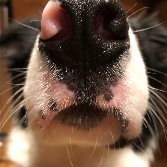 Meet your Posher, Riley - Picture 2 of 3